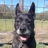 Adopta a Yack