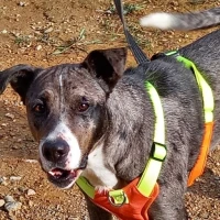 Adopta a Nicoletta