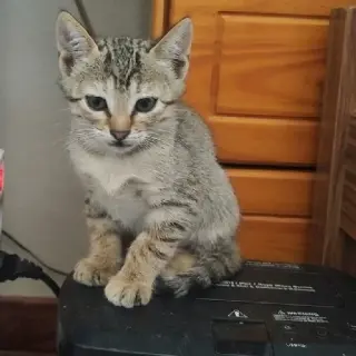 Kira