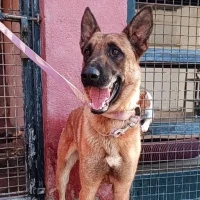 Adopta a Kai