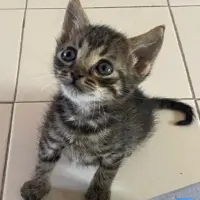 Adopta a Milo