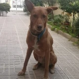 Adopta a Silo