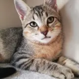 Adopta a Nilo