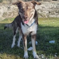 Adopta a Pata Palo