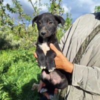 Adopta a Beto