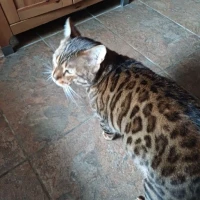 Adopta a Kumal