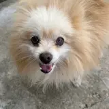 Adopta a Farruk