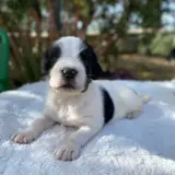 Adopta a Roman Pearce