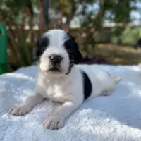 Adopta a Roman Pearce