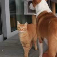 Adopta a Milhouse Y Lisa
