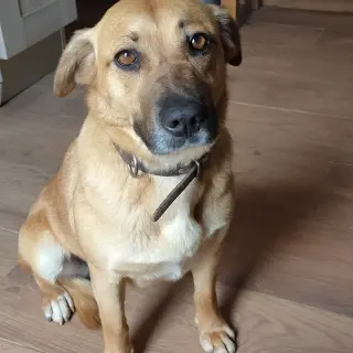 Tina