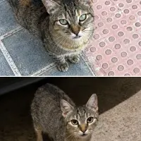 Adopta a Hermanitas