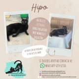 Adopta a Hipo