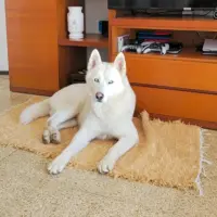 Adopta a Nix