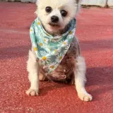 Adopta a Dana