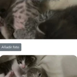 Adopta a Camada