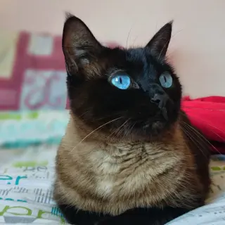 Mia Mine