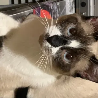 Nala