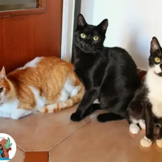 Llum-Minimau-Panterita