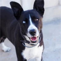 Adopta a Dakota