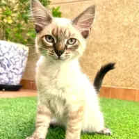 Adopta a Woody