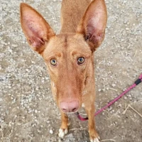 Adopta a Misty