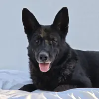 Adopta a Blacky