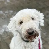Adopta a Pippa