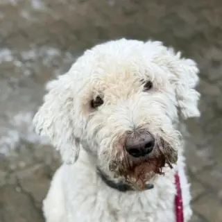 Pippa