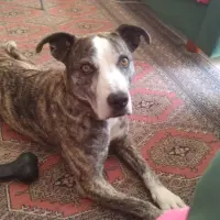 Adopta a Rita