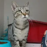 Adopta a Jonas