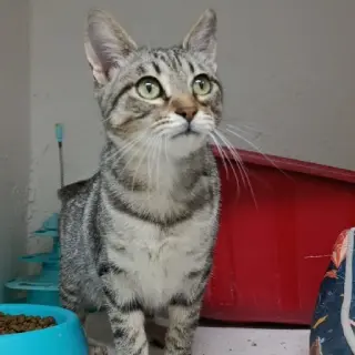 Jonas