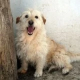 Adopta a Peludito