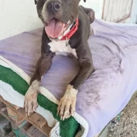 Adopta a Nero
