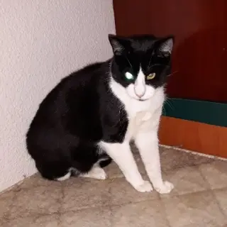 Tinto