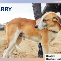 Adopta a Harry
