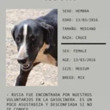 Adopta a Rusia