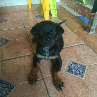 Adopta a Nala
