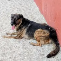 Adopta a Bobby