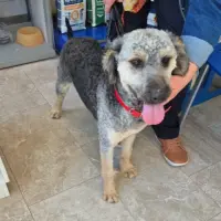Adopta a Marley-  Perro De Aguas Tlf  645978718