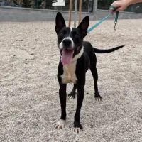 Adopta a Chumbo