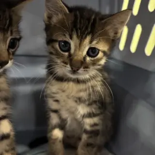 Coco