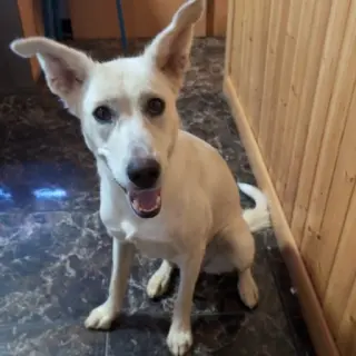 Kira