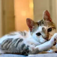 Adopta a Tigris