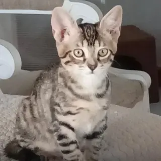 Mia