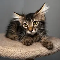 Adopta a Teddy