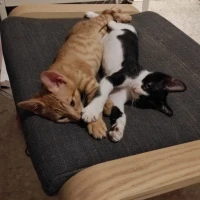 Adopta a Bufon y Caramelo