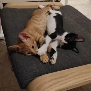 Bufon y Caramelo