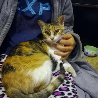 Sophia