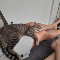 Adopta a Floki